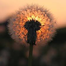 Fensterbilder vorlagen fur den fruhling und das kinderzimmer. Nicki Pusteblume Nickipusteblume Profil Pinterest