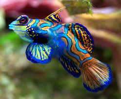Ikan ini masuk ke dalam ikan hias air tawar yang unik karena corak warnanya, selain itu karakteristik ikan. 7 Jenis Ikan Air Tawar Langka Yang Nyaris Punah Nirwana Nusantara
