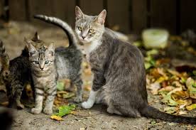 We did not find results for: Bagaimana Cara Kucing Berkembang Biak Materi Kelas 3 Sd Tema 1 Semua Halaman Bobo