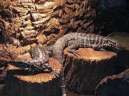 Grab the discount up to 35% off using promo codes. Tegu Enclosure Size Guidelines Reptifiles Tegu Care Guide