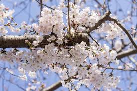 Stages Of The Cherry Blossoms Flower Bud Blossom Cherry Blossom