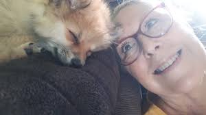 My girl and boy! Willow is pom, and gabe is a deer head chihuahua..willow  is all wet from the rain. I love when their hair crimps!