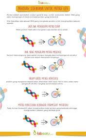 Labsatu Infographic Mutasigen Bingung Sama Mutasi Gen Coba Simak Infografik Yang Satu Ini Yuk Panduan Seder Kimia Genetik Peralatan Laboratorium