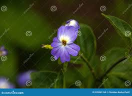 Image result for Browallia americana