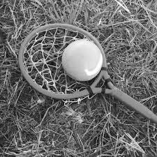 Pin On Ponies And Polocrosse