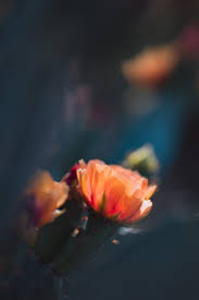 Profile for Summitt Photography