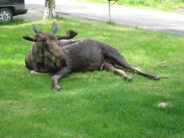 Image result for moose