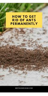 How To Get Rid Of Ants Permanently Best Home Gear Get Rid Of Ants Rid Of Ants Ants In Garden