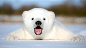 Resultado de imagen para oso polar