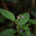 Image result for Polygala sphenoptera