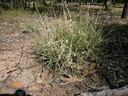 Image result for Enteropogon