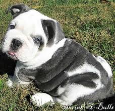 Black And White English Bulldog Puppy 20 Black And White English Bulldogs In 2020 English Bulldog Puppies Bulldog Puppies For Sale Bulldog Puppies