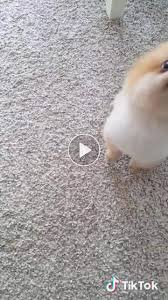 Pomeranian Pomeranianboo Pomeranianlove Kopek Sirinkopek Baby Animals Super Cute Baby Dogs Pomeranian Boo