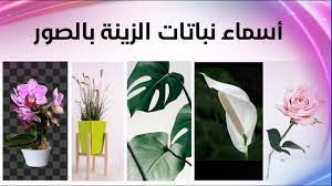 أسماء نباتات الزينة بالصور و أفضل انواع النباتات المنزلية youtube