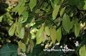 Image result for Ellipanthus