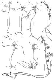 Image result for Exochaenium oliganthum