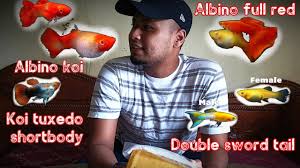 Terutama ikan jantan androgini, karena hanya jantan yang memiliki sirip bagus. Unboxing Ikan Longkang Harga Sultan Koleksi Guppy Double Sword Tail Japan Youtube