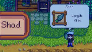 WHERE AND HOW TO CATCH SHAD Stardew Valley - YouTube