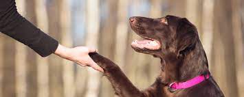 Examples of pricing for board and train. Fetchmasters The Best Puppy And Dog Training In Denver Colorado