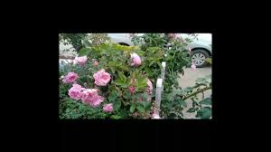 Shop these suggestions, all with him in mind. Hello Guys See My Flowers Video Please Guys Like And Subscribe Youtube