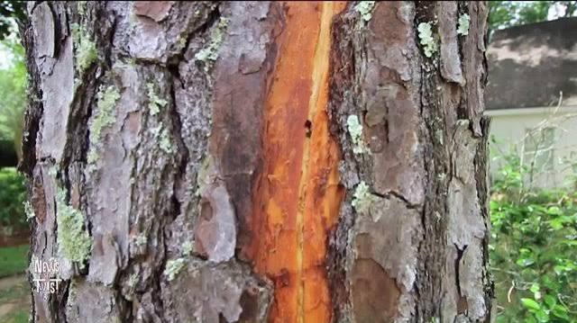 Lightning strike causes spiral pattern on pine tree