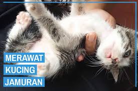 Ada banyak cara yang bisa dilakukan untuk meningkatkan daya tahan tubuh, salah satunya dengan mengonsumsi makanan yang dipercaya dapat membantu. 7 Cara Merawat Kucing Jamuran Terbukti Kucingklik Com