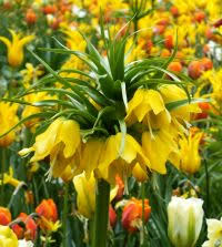 Image result for Stolzia heiligenthalii