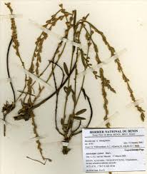 Image result for Alysicarpus zeyheri