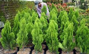 See full list on fredikurniawan.com 13 Jenis Pohon Cemara Dan Gambarnya Yang Cantik