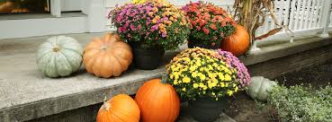 The included furniture and clothing will get you in the right mindset for the cooler weather, and with the new greenhouse, you'll be able to grow excellent crops in a fraction of the time! Flowers Archives Price Chopper Market 32