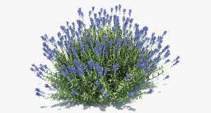 Lavender Plant Model Lavender Plant Plants Plant Drawing