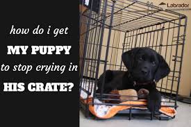 How to get a puppy to sleep through the night. How Do I Get My Puppy To Stop Crying In His Crate At Night Labradortraininghq