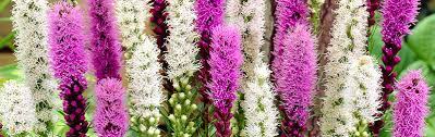 Liatris Growing Guide Garden Express Online Nursery
