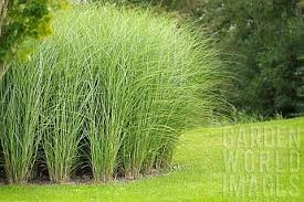Miscanthus Sinensis Gracillimus You Need A Large Garden For This Size The Kids Can P Ornamental Grass Landscape Grasses Landscaping Short Ornamental Grasses