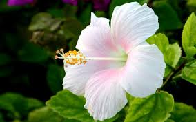 Rakyat malaysia kalau tak kenal tak tahu nak kata lah. Gaya Terbaru 29 Bunga Raya