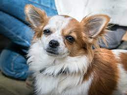 Contact us at 5183969058 for more information. Hd Wallpaper Tan And White Longhaired Chihuahua Dog Chiwawa View Eyes Wallpaper Flare