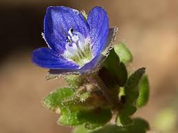 Flora de Malpica de Tajo, Gallinerilla temprana (Veronica praecox)