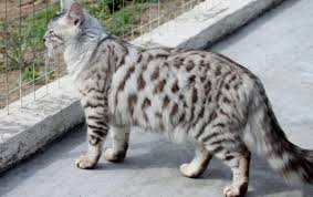 Long Haired Bengal Cashmere Cat Cuddly Animals Cat Breeds Cats