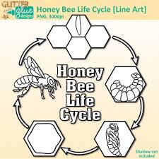 Honey Bee Life Cycle Worksheets Teaching Resources Tpt