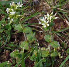 Image result for Cerastium glomeratum