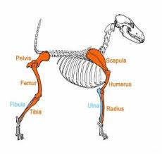 Most of the animals have the same bones, although some are shaped differently and placed in different positions. Dog Leg Anatomy Anatomy Drawing Diagram
