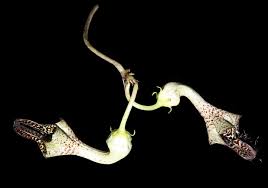 Image result for Ceropegia haygarthii
