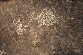 Image result for Sericanthe leonardii