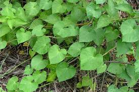 Image result for Ipomoea richardsiae