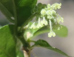 Image result for Erythrococca zambesiaca