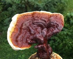 Image result for Ganoderma lucidum