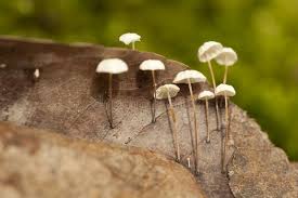 Image result for Marasmius rotula