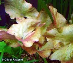 Image result for Nymphaea maculata