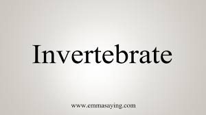 How To Say Invertebrate Youtube