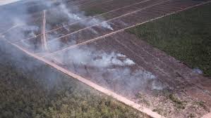 We did not find results for: Investigasi 15 Tahun Kebakaran Hutan Di Papua Oleh Perusahaan Korsel